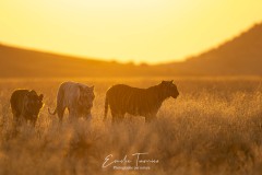 Réveil en famille