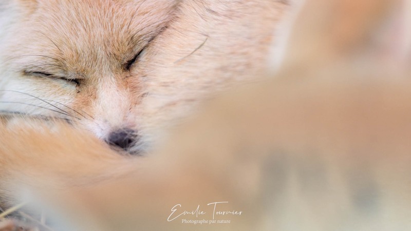 Le repos du fennec