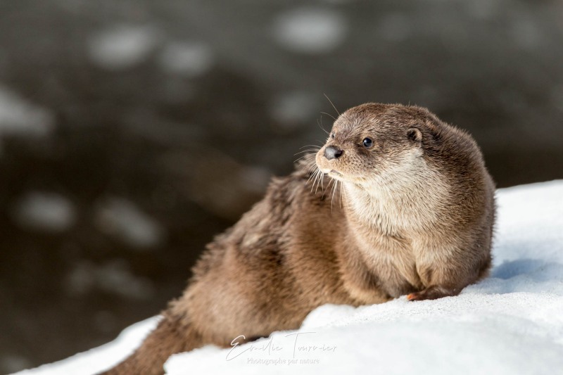 Loutre dans la neige