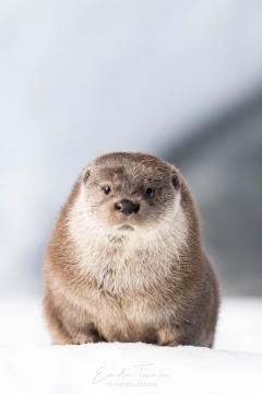 Loutre dans la neige