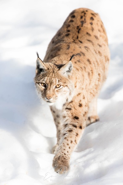 Lynx dans la neige