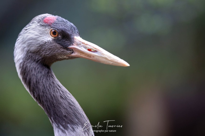 Portrait de grue