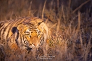 Regard du soir