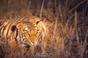 Regard du soir