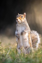 Squiky