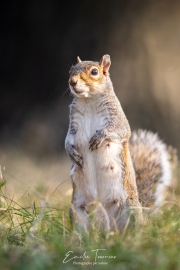 Squiky