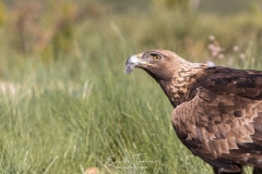 Aigle royal