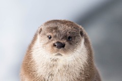 Loutre dans la neige