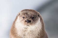 Loutre dans la neige