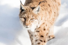 Lynx dans la neige