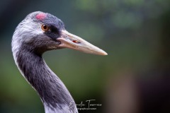 Portrait de grue