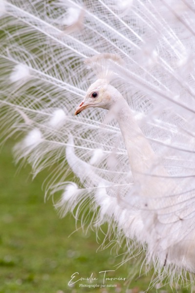 1001 plumes