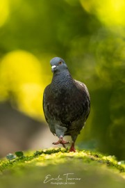 Catwalk sylvestre