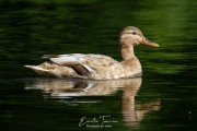 Colvert leucistique