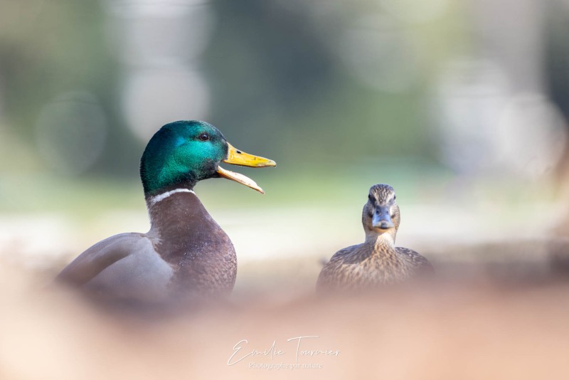 Emilie-Tournier-Photographe-animaliere-Brunoy-stage-photo-France
