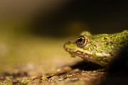 Grenouille et lentilles