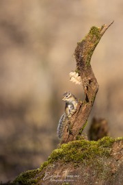 Tamia en forêt de Sénart