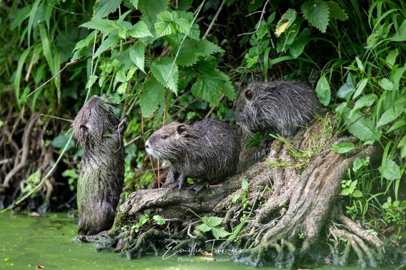 Trio de ragondins