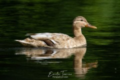Colvert leucistique