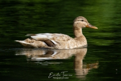 Colvert leucistique