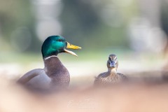 Emilie-Tournier-Photographe-animaliere-Brunoy-stage-photo-France