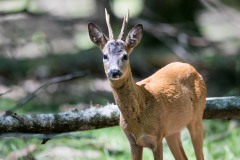Entre-4-yeux-Emilie-Tournier-Photographe-animaliere-Brunoy-stage-photo-France