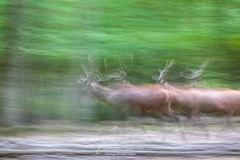 Esprits de la forêt