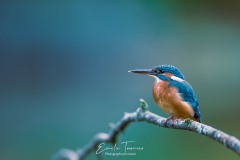 La flèche bleue