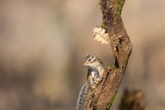 Tamia en forêt de Sénart