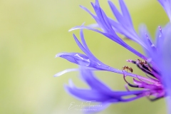 La goutte