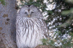 Chouette de l'Oural