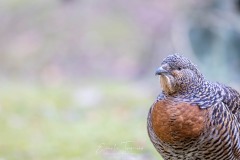 Emilie-Tournier-Photographe-animaliere-Brunoy-stage-photo-France-2