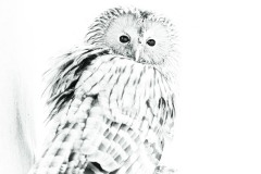 Oural