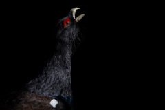 Le chant du coq