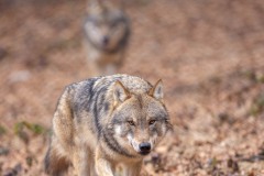 Emilie-Tournier-Photographe-animaliere-Brunoy-stage-photo-France-4