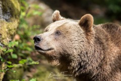 Gueule d'ours