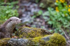 La loutre et la mousse