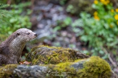 La loutre et la mousse