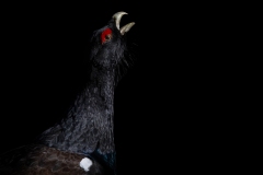 Le chant du coq