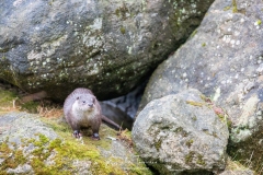 Loutre