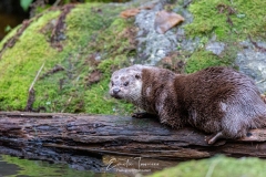 Loutre