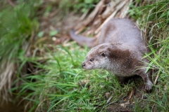 Loutre