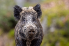 Mister Pig