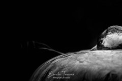 Oreiller de plumes