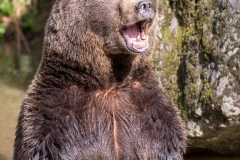 Ours brun