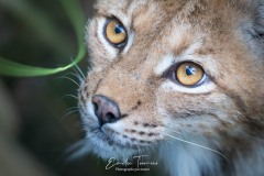 Yeux de lynx