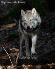 Alain Perriolat