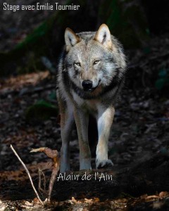 Alain Perriolat