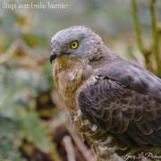 Jacqueline Le Pichon