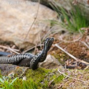 Jacqueline Le Pichon